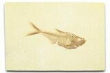 Detailed Fossil Fish (Diplomystus) - Wyoming #372296-1
